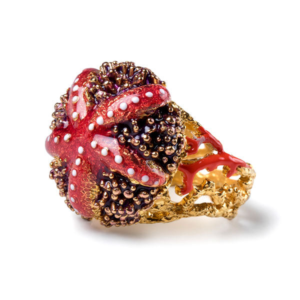 Ring Seestern Seeigel
